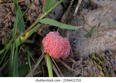 Snail Eggs Are Red In The Wild, Look Very Beautiful, Among The Green Leafy Grass And Rocks.