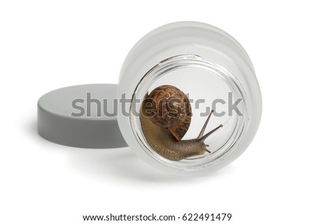 Snail in a face cream pot producing slime