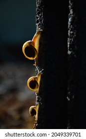 Snail Family Backlit Black Scene