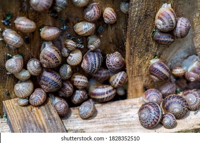 42++ Edible snails on french menu ideas in 2021 