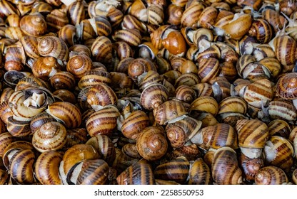 Snail farm, organic farming, restaurant delicacy. Cultivation of edible snail - Shutterstock ID 2258550953