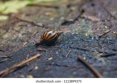  Snail in the forest