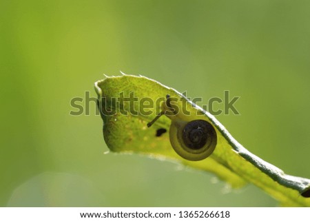 Similar – Gartenschnecke XIV Blatt