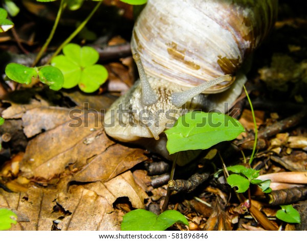 Snail Forest Stock Photo Shutterstock