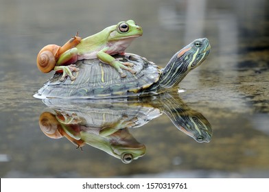 a snail and frog on a turtle