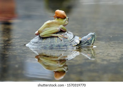 588 Frog turtle snail Images, Stock Photos & Vectors | Shutterstock