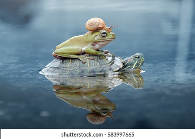 snail, frog, turtle, dumpy frog, tree frog,