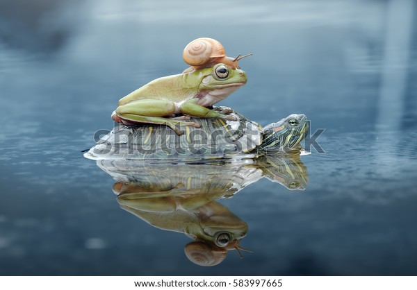 Schnecke Frosch Schildkrote Graufrosch Baumfrosch Stockfoto Jetzt Bearbeiten