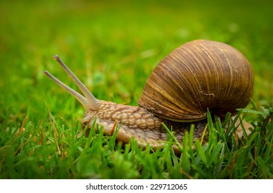 snail in the garden on the grass
