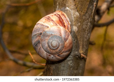 Snail, a gastropod, especially one having an enclosing shell, into which it may retract completely for protection. A gastropod lacking a shell is commonly called a slug or sea slug.