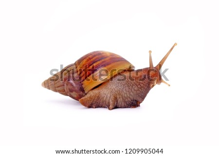 Snail, Giant African snail or giant African land snail (Lissachatina fulica) isolated on white background