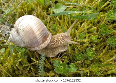 Snail gliding on the wet grass texture. Large white mollusk snails with light brown striped shell, crawling on moss. Helix pomatia, Burgundy snail, Roman snail, edible snail, escargot.