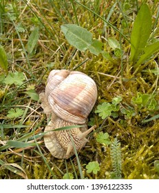 Snail gliding on the wet grass texture. Large white mollusk snails with light brown striped shell, crawling on moss. Helix pomatia, Burgundy snail, Roman snail, edible snail, escargot.