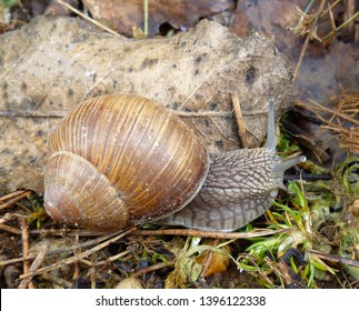 Snail gliding on the wet grass texture. Large white mollusk snails with light brown striped shell, crawling on moss. Helix pomatia, Burgundy snail, Roman snail, edible snail, escargot.