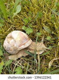 Snail gliding on the wet grass texture. Large white mollusk snails with light brown striped shell, crawling on moss. Helix pomatia, Burgundy snail, Roman snail, edible snail, escargot.