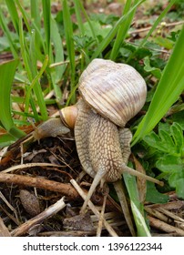 Snail gliding on the wet grass texture. Large white mollusk snails with light brown striped shell, crawling on moss. Helix pomatia, Burgundy snail, Roman snail, edible snail, escargot.