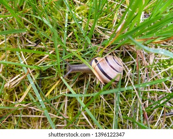 Snail gliding on the wet grass texture. Large white mollusk snails with light brown striped shell, crawling on moss. Helix pomatia, Burgundy snail, Roman snail, edible snail, escargot.