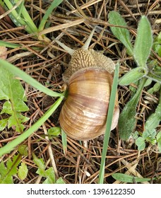 Snail gliding on the wet grass texture. Large white mollusk snails with light brown striped shell, crawling on moss. Helix pomatia, Burgundy snail, Roman snail, edible snail, escargot.