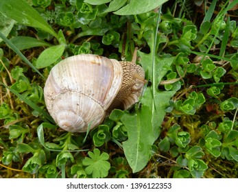 Snail gliding on the wet grass texture. Large white mollusk snails with light brown striped shell, crawling on moss. Helix pomatia, Burgundy snail, Roman snail, edible snail, escargot.