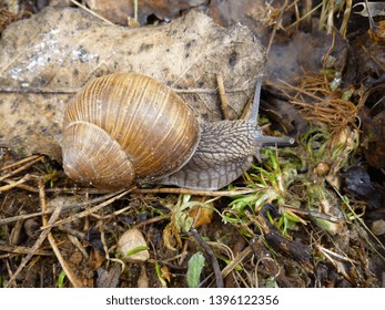 Snail gliding on the wet grass texture. Large white mollusk snails with light brown striped shell, crawling on moss. Helix pomatia, Burgundy snail, Roman snail, edible snail, escargot.