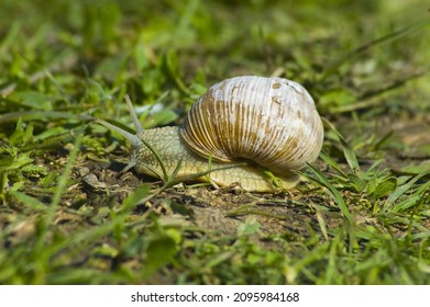 Snail Gliding On The Wet Grass Texture. Large White Mollusk Snails With Light Brown Striped Shell, Crawling On Moss. Helix Pomatia, Burgundy Snail, Roman Snail, Edible Snail, Escargot. 