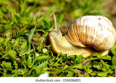 Snail Gliding On The Wet Grass Texture. Large White Mollusk Snails With Light Brown Striped Shell, Crawling On Moss. Helix Pomatia, Burgundy Snail, Roman Snail, Edible Snail, Escargot. 