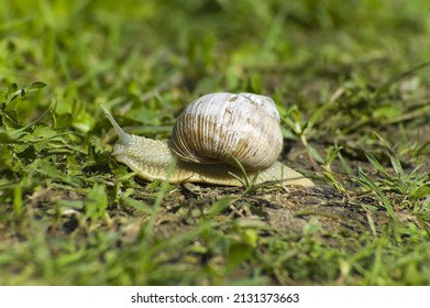 Snail Gliding On The Wet Grass Texture. Large White Mollusk Snails With Light Brown Striped Shell, Crawling On Moss. Helix Pomatia, Burgundy Snail, Roman Snail, Edible Snail, Escargot. 