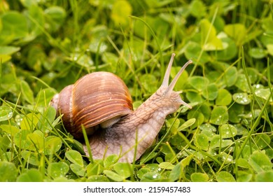 Snail gliding on the wet grass texture. Large mollusk snail with light brown striped shell. 