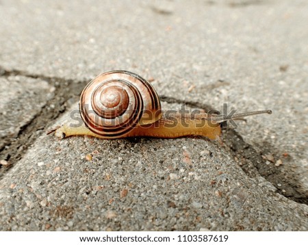 Similar – Image, Stock Photo garden snail conveyor