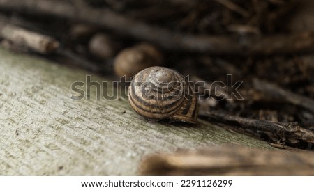 The snail hid in its shell. Striped snail shell. Snail shell close-up