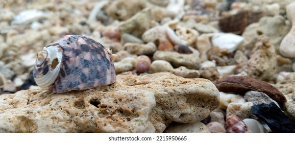 Snail House On The Beach