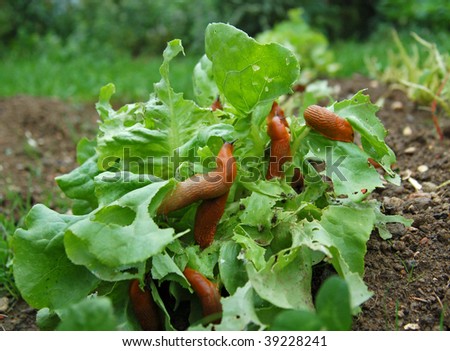 Snail Invasion on the salad garden