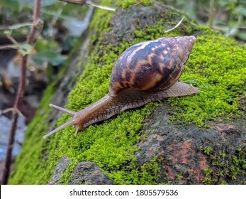 Snail. A snail is, in loose terms, a shelled gastropod. The name is most often applied to land snails, terrestrial pulmonate gastropod molluscs.