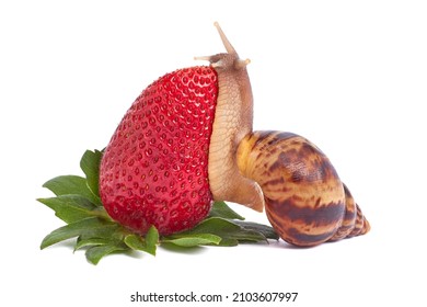 A snail is, in loose terms, a shelled gastropod. The name is most often applied to land snails, terrestrial pulmonate gastropod molluscs.. Close-up image. Snail on a white background. Isolate