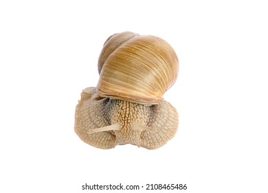 A snail is, in loose terms, a shelled gastropod. The name is most often applied to land snails, terrestrial pulmonate gastropod molluscs.. Close-up image. Snail on a white background. Isolate