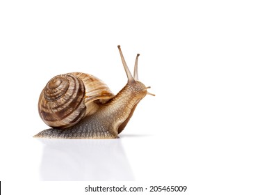 Snail isolated on white