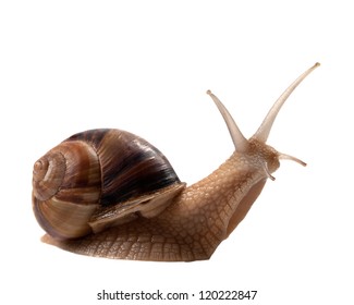 Snail isolated on white background. Close-up view. - Shutterstock ID 120222847