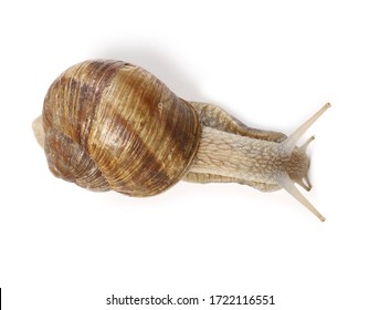 Snail isolated on white background, Helix pomatia, top view 