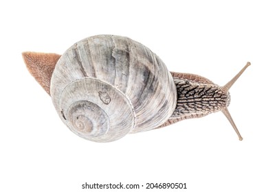 Snail Isolated On White Background