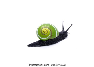 Snail isolated on white background. Cuban snail (Polymita picta) world most beautiful land snails from Cuba , its known as 