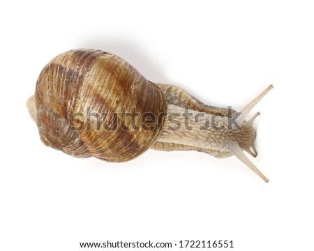 Snail isolated on white background, Helix pomatia, top view 