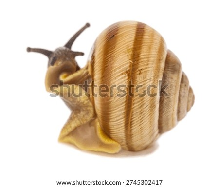 Snail isolated on white background. Detail for design. Design elements. Macro. 