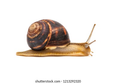 Snail isolated on white. Garden snail escapes. white background. Crawling snail isolated on a white background