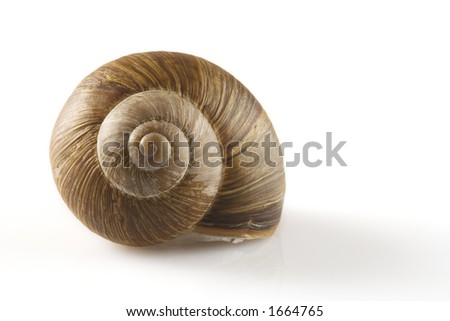 Snail isolated over a white background