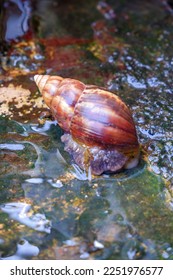 A snail jerked up water from the disposal of a household - Shutterstock ID 2251976577