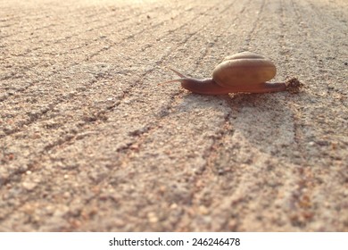 Snail Keep Walking On Morning Time,fighting