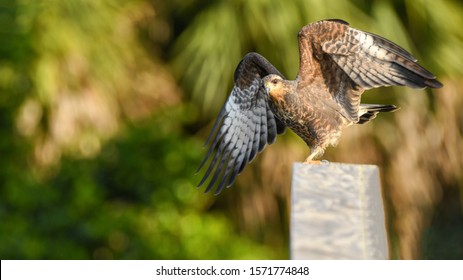 Snail Kite In The Everglades