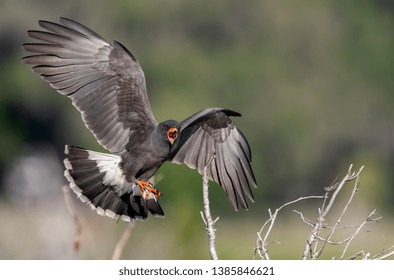 A Snail Kite In Florida 