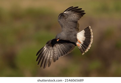 A Snail Kite In Florida 