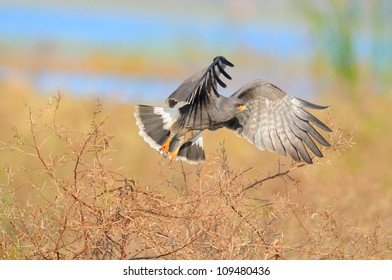 Snail Kite In Florida Everglades